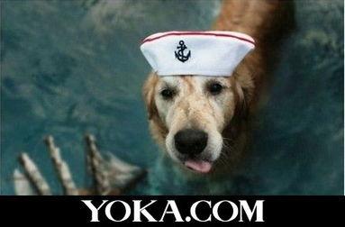 娱乐吃瓜酱最幸福的狗狗